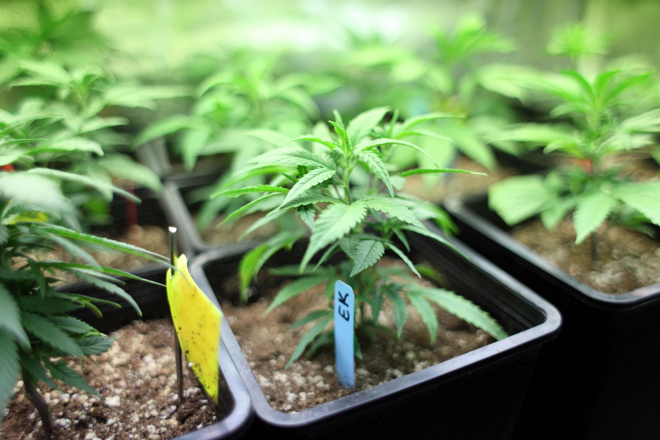 BREAKING: Oregon Utterly Fails to Regulate the Marijuana Market; SAM Calls for Moratorium on Sales